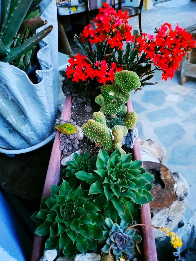 Adam's House 2019 * Karianí